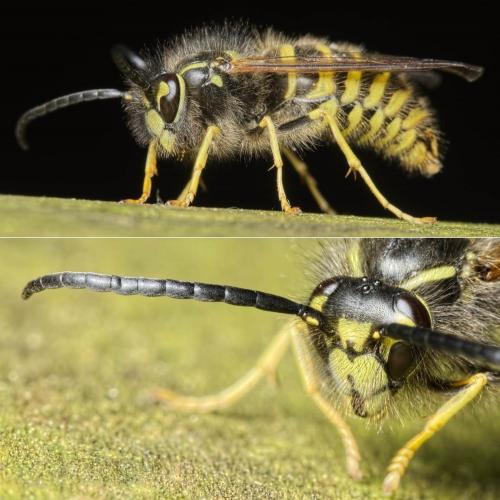 Réf. 134 964 : Vespula vulgaris