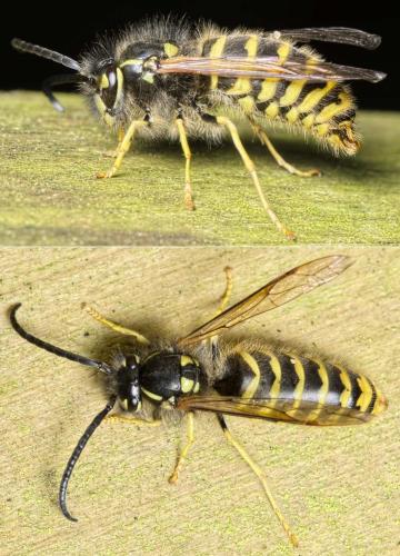 Vespula vulgaris