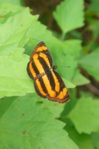Réf. 134 489 : Pantoporia sp.
