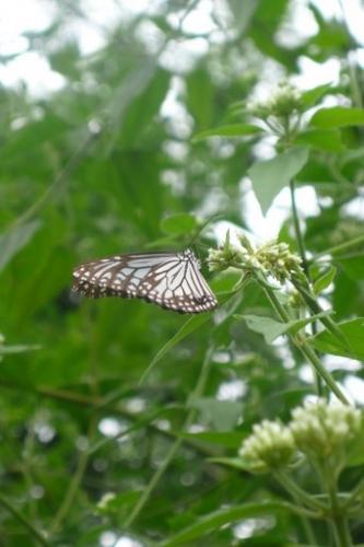 Parantica aglea