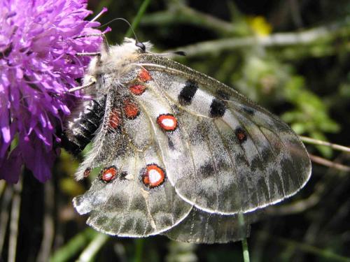 Réf. 134 197 : Parnassius apollo