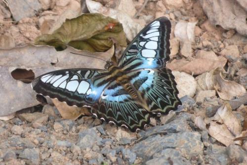 Réf. 134 522 : Parthenos sylvia
