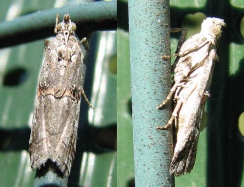 Pempelia palumbella