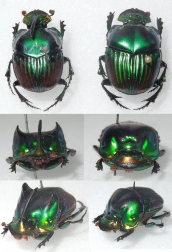 Phanaeus palaeno