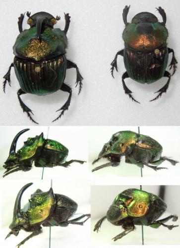 Phanaeus mexicanus