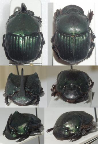 Phanaeus prasinus