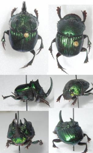 Phanaeus daphnis