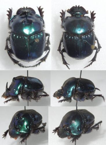 Coprophanaeus saphirinus