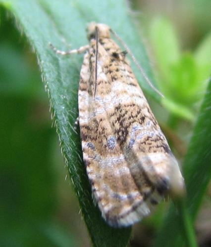 Réf. 134 183 : Phiaris stibiana