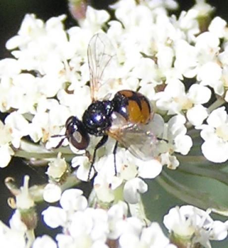 Gymnosoma nitens