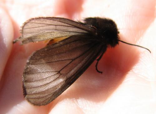Réf. 134 261 : Phragmatobia luctifera