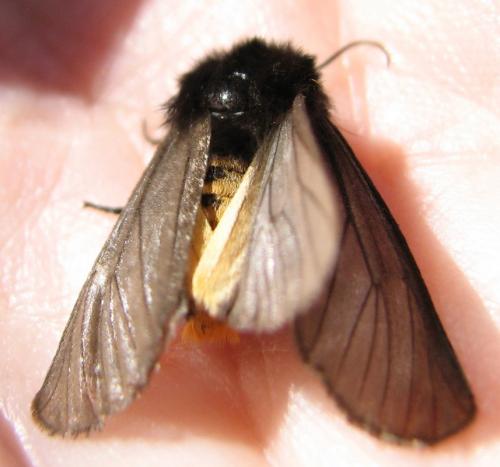 Réf. 134 262 : Phragmatobia luctifera