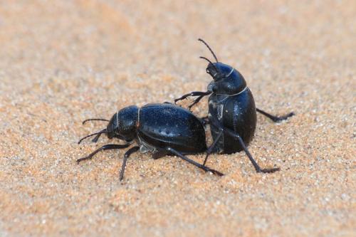 Réf. 134 156 : Pimelia angulata