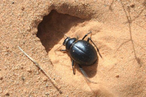 Réf. 134 157 : Pimelia angulata