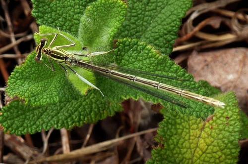 Platycnemis pennipes
