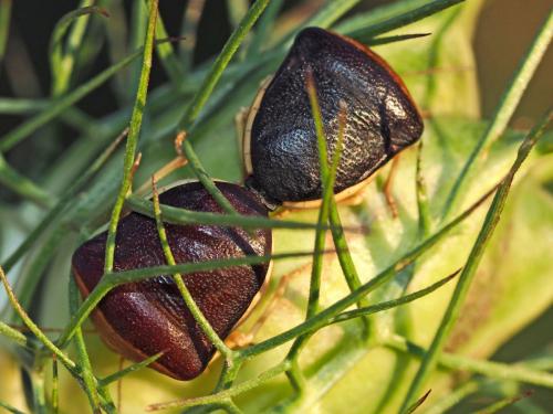 Réf. 134 989 : Ventocoris rusticus