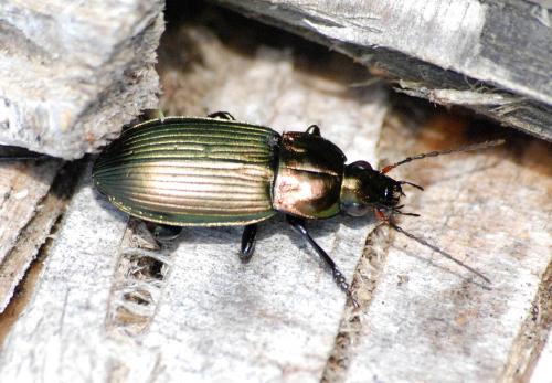 Réf. 134 363 : Poecilus cupreus
