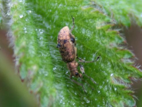 Polydrusus cervinus