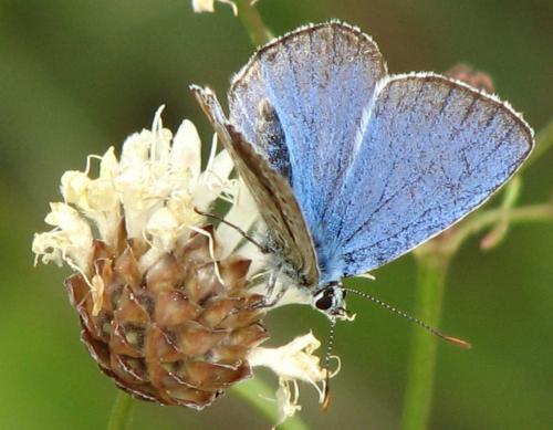 Polyommatus bellargus