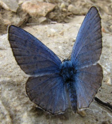 Polyommatus bellargus