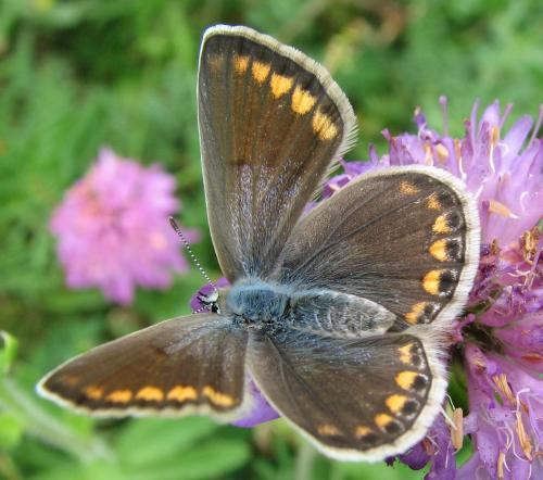 Réf. 134 258 : Polyommatus icarus