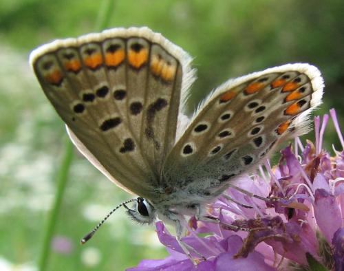 Polyommatus icarus