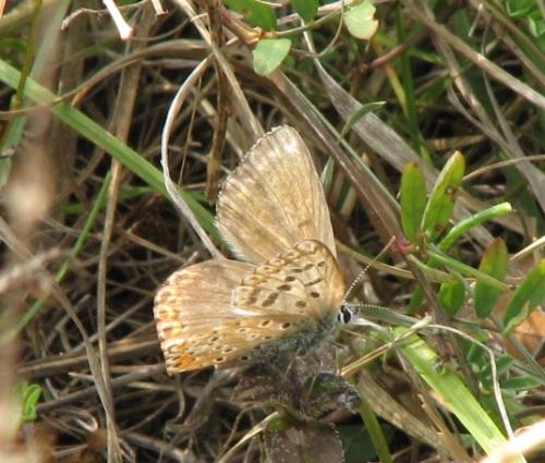 Polyommatus sp.