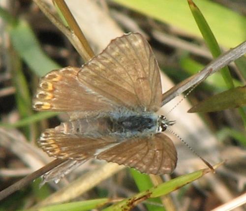 Polyommatus sp.