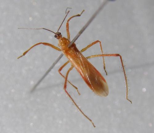 Réf. 134 804 : Polytoxus sanguineus