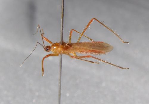 Réf. 134 805 : Polytoxus sanguineus
