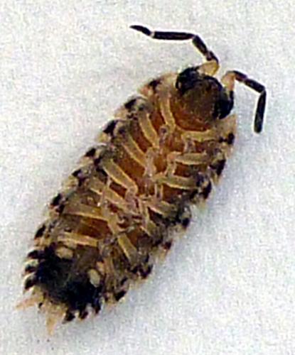 Porcellio spinicornis