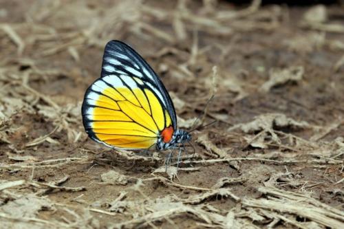 Prioneris philonome