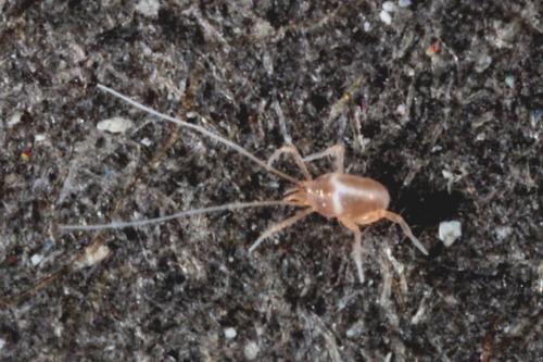 Réf. 134 600 : Linopodes sp.