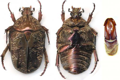 Réf. 134 719 : Protaetia cariana