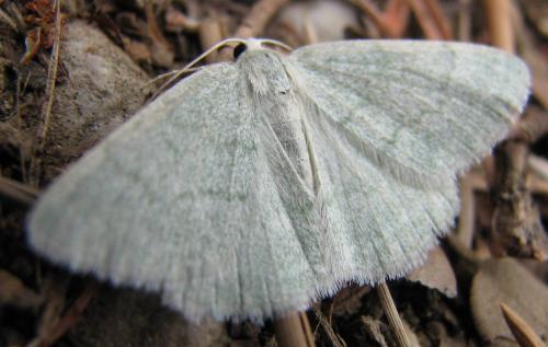 Réf. 134 228 : Pseudoterpna pruinata