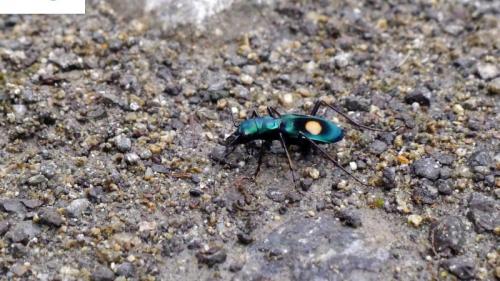 Réf. 134 067 : Pseudoxycheila sp.