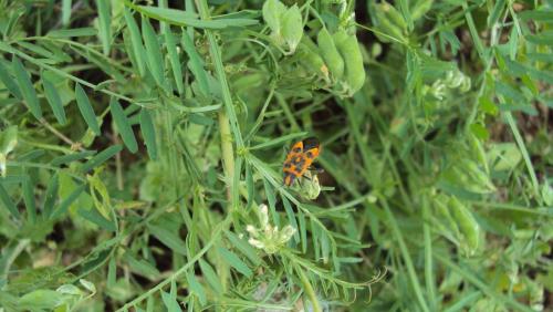 Corizus hyoscyami hyoscyami
