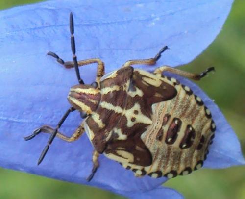 Réf. 134 290 : Carpocoris purpureipennis