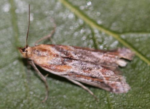 Ancylosis cinnamomella