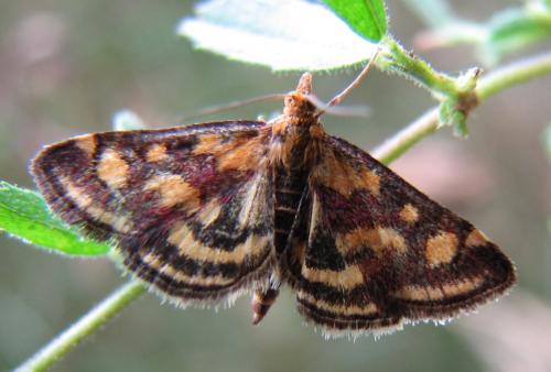 Réf. 134 227 : Pyrausta purpuralis