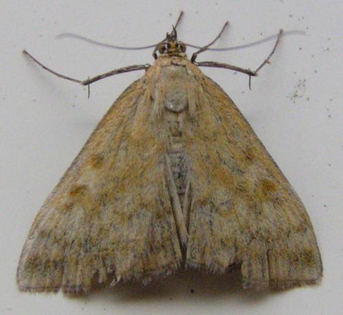 Réf. 134 215 : Sitochroa verticalis