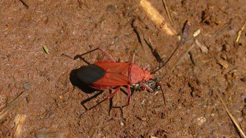 Leptocoris sp.