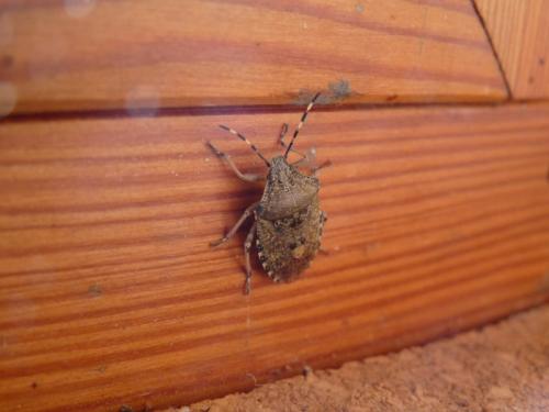 Rhaphigaster nebulosa
