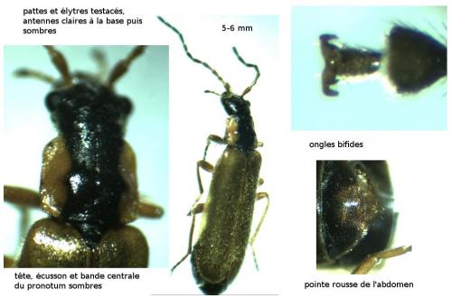 Rhagonycha testacea