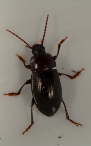 Nalassus laevioctostriatus