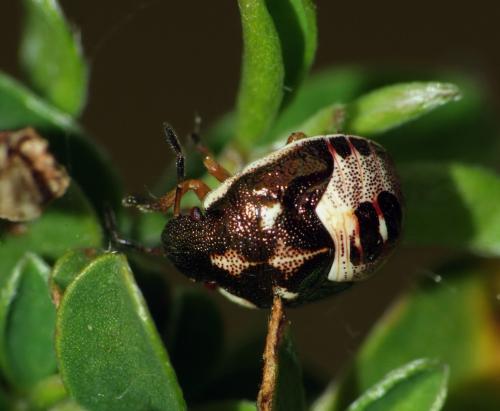 Rubiconia intermedia
