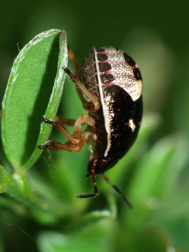 Rubiconia intermedia