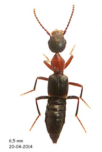 Rugilus angustatus