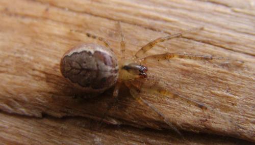 Zygiella sp.