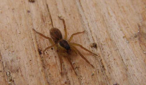 Hogna radiata